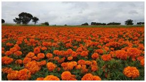 ಸಂಕಷ್ಟದಲ್ಲಿ ಚಾಮರಾಜನಗರ ಜಿಲ್ಲೆಯ ಹೂ ಬೆಳೆಗಾರರು 