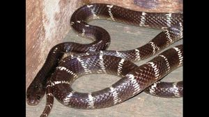 ಕೊರೊನಾ ತಡೆಯಲು ಹಾವು ಜಗಿದು ವಿಡಿಯೋ ಹರಿಬಿಟ್ಟ ಭೂಪ