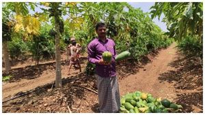 ದಾಳಿಂಬೆ, ಪಪ್ಪಾಯಿ ಬೆಳೆದು ಸಂಕಷ್ಟಕ್ಕೆ ಸಿಲುಕಿದ ರೈತ 