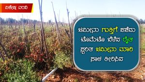 ಗುತ್ತಿಗೆ ಜಮೀನಿನಲ್ಲಿ ಟೊಮೆಟೊ ಬೆಳೆದ ರೈತ; ಸ್ವಂತ ಜಮೀನು ಮಾರಿ ಸಾಲ ತೀರಿಸಿದ 