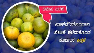 ವಿಶೇಷ ವರದಿ: ಲಾಕ್‌ಡೌನ್‌ನಿಂದಾಗಿ ಬೇಡಿಕೆ ಕಳೆದುಕೊಂಡ ಕೊಡಗಿನ ಕಿತ್ತಳೆ