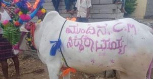 ಕಾರ ಹುಣ್ಣಿಮೆ: ಎತ್ತಿನ ಮೇಲೆ ಮುಂದಿನ ಸಿಎಂ ಸಿದ್ದರಾಮಯ್ಯ: ಫೋಟೋ ವೈರಲ್