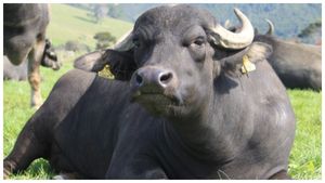 ಹಾವೇರಿ: ಅತ್ಯಾಚಾರಿಗಳಿಂದ ಮಹಿಳೆಯನ್ನು ರಕ್ಷಿಸಿದ ಎಮ್ಮೆ!