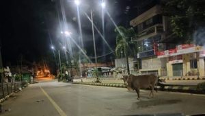 ವೈರಲ್ ವಿಡಿಯೋ; ತೀರ್ಥಹಳ್ಳಿಯಲ್ಲಿ ದನಗಳ್ಳರು ಎಸ್ಕೇಪ್ 