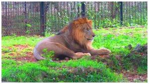 ಚೆನ್ನೈ ಮೃಗಾಲಯದಲ್ಲಿ ಮತ್ತೊಂದು ಸಿಂಹ ಕೋವಿಡ್‌ಗೆ ಬಲಿ 