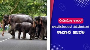 ರೇಡಿಯೋ ಕಾಲರ್ ಅಳವಡಿಕೆಯಿಂದ ಕಡಿಮೆಯಾದ ಕಾಡಾನೆ ಹಾವಳಿ