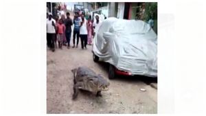 ಮೊಸಳೆ ಬಂತು ಮೊಸಳೆ... ಗ್ರಾಮದಲ್ಲಿ ಏಕಾಏಕಿ ಪ್ರತ್ಯಕ್ಷ!