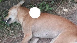 ಮಂಗಳೂರು; ಗುಂಡು ಹಾರಿಸಿ ಬೀದಿ ನಾಯಿ ಹತ್ಯೆ