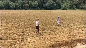 ಮಂಗಳೂರು; ಕೈ ಕೊಟ್ಟ ಮಳೆ, ಬರಡಾದ ಕರಾವಳಿ ಗದ್ದೆಗಳು 