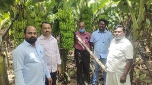 ಬಾಳೆ ಬೆಳೆದು ಲಾಭದತ್ತ ಸಾಗಿದ ಕೊಪ್ಪಳದ ಕೃಷಿಕ 