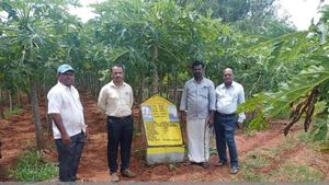 ನರೇಗಾ ಯೋಜನೆಯಡಿ ಪಪ್ಪಾಯ ಬೆಳೆದು ಲಾಭ ಪಡೆದ ರೈತ 
