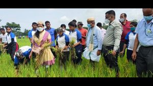 ಭತ್ತದ ಗದ್ದೆಗಿಳಿದು ಕಳೆ ತೆಗೆದ ಸಚಿವೆ ಶೋಭಾ ಕರಂದ್ಲಾಜೆ 