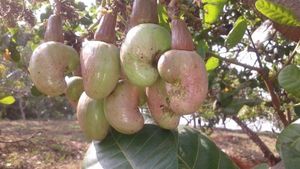 ಗೇರು ಕೃಷಿಕರಿಗೆ ಸಿಹಿಸುದ್ದಿ; ಪುತ್ತೂರಿನಲ್ಲಿ ಹೊಸ ಸಂಶೋಧನೆ 