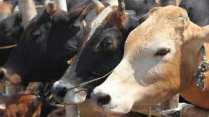 ಆಮ್ಲಜನಕ ಹೀರಿ ಅದನ್ನೇ ಹೊರ ಬಿಡುವ ಏಕೈಕ ಪ್ರಾಣಿ ಗೋವು
