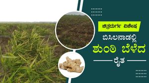 ಬಿಸಿಲುನಾಡಿಗೆ ಬಂತು ಶುಂಠಿ, ಲಾಭದ ನಿರೀಕ್ಷೆಯಲ್ಲಿ ರೈತ! 