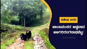 ವಿಶೇಷ ವರದಿ: ಜಾಂಬವಂತರ ಅಡ್ಡವಾದ ಬಿಳಿಗಿರಿರಂಗನಾಥ ಬೆಟ್ಟ!