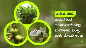 ರಾಮನಗರ: ಬಯಲುಸೀಮೆಯಲ್ಲಿ ಮಲೆನಾಡಿನ ಏಲಕ್ಕಿ, ಕಾಳು ಮೆಣಸು ಕಂಪು