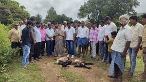 ಚಿಕ್ಕಮಗಳೂರು; ಮಳೆಯಲ್ಲಿ ಕೊಚ್ಚಿ ಹೋದ ಹಸು, ಕುರಿ 