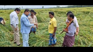 ದಾವಣಗೆರೆಯಲ್ಲಿ ಮಳೆ; ಬೆಳೆ ಹಾನಿ ವೀಕ್ಷಿಸಿದ ಜಿಲ್ಲಾಧಿಕಾರಿಗಳು 
