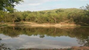 ನಿರಂತರ ಮಳೆ; ಬಂಡೀಪುರದ ಕೆರೆಕಟ್ಟೆಗಳಲ್ಲೀಗ ಜೀವ ಕಳೆ! 