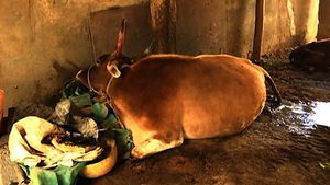 ಶಿವಮೊಗ್ಗದಲ್ಲಿ ಗೋಪೂಜೆ ಬೆನ್ನಲ್ಲೇ ಸಾಲು ಸಾಲು ಹಸುಗಳ ಸಾವು! 