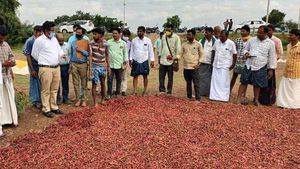 ಅಕಾಲಿಕ ಮಳೆ; ಬಳ್ಳಾರಿಯಲ್ಲಿ ಮೆಣಸು ಸೇರಿ ವಿವಿಧ ಬೆಳೆಗೆ ಹಾನಿ
