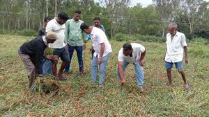 ಹಾಸನ; ಮಳೆಗೆ ನೆಲಕಚ್ಚಿದ ಬೆಳೆ, ಚಿಂತಾಕ್ರಾಂತರಾದ ರೈತರು 