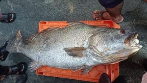 ಉಡುಪಿ; 1.81 ಲಕ್ಷಕ್ಕೆ ಮಾರಾಟವಾದ ಒಂದೇ ಮೀನು! 