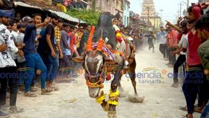 ಶಿಕಾರಿಪುರದಲ್ಲಿ ರೋಮಾಂಚಕ ಹೋರಿ ಹಬ್ಬದ ವೈಭವ 