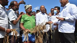 ಕೊಪ್ಪಳದಲ್ಲಿ ನಿರಂತರ ಮಳೆ; ವಿವಿಧ ಬೆಳೆಗಳಿಗೆ ಹಾನಿ 