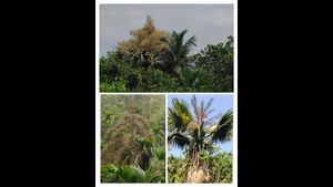  ದಕ್ಷಿಣ ಕನ್ನಡ: ಮೌಢ್ಯಕ್ಕೆ ಹೆದರಿ ಅತೀ ಅಪರೂಪದ ಮರ ಕಡಿಯಲು ಮುಂದಾದ ಗ್ರಾಮಸ್ಥರು!