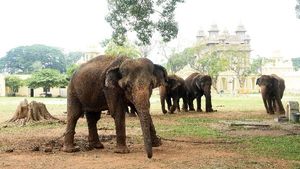 ಮೈಸೂರು; ಅರಮನೆಯ ನಾಲ್ಕು ಆನೆಗಳು ಗುಜರಾತ್‌ಗೆ ಸ್ಥಳಾಂತರ 