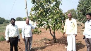 ಅಕಾಲಿಕ ಮಳೆ; ಮಾವು ಫಸಲು ಕಡಿಮೆ ಸಾಧ್ಯತೆ, ರೈತರಿಗೆ ಸಲಹೆಗಳು 