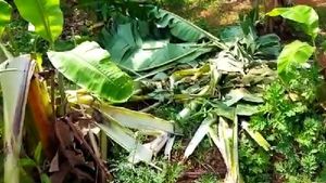  ಚಾಮರಾಜನಗರ: ಕಾಡಂಚಿನ ರೈತರ ನಿದ್ದೆಗೆಡಿಸಿದ ಕಾಡಾನೆಗಳು