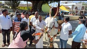 ಕಾಫಿನಾಡು ಚಿಕ್ಕಮಗಳೂರಿಗೆ ಬಂದ 8 ಲಕ್ಷದ ಹಳ್ಳಿಕಾರ್ ಎತ್ತು
