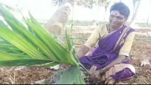  60ಕ್ಕೂ ಹೆಚ್ಚು ಅಡಿಕೆ ಗಿಡ ಕಡಿದ ದುಷ್ಕರ್ಮಿಗಳು: ಕಣ್ಣೀರಿಟ್ಟ ರೈತ ಮಹಿಳೆ