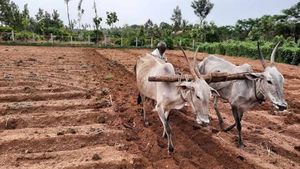 ತಿಳಿಯಿರಿ; ಕರ್ನಾಟಕ ರೈತ ಸುರಕ್ಷಾ ಪಿಎಂ ಫಸಲ್‍ಬಿಮಾ ಯೋಜನೆ 