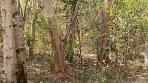 ಧಾರವಾಡ ಡಿಸಿ ನಿವಾಸದ ಆವರಣದಲ್ಲಿ ಶ್ರೀಗಂಧ ಮರ ಕಳ್ಳತನ