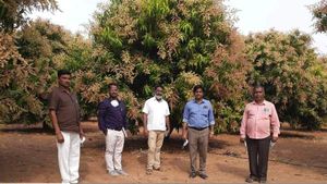 ಬೇಸಿಗೆಯಲ್ಲಿ ಮಾವಿನ ತೋಟದ ನಿರ್ವಹಣೆ; ರೈತರಿಗೆ ಸಲಹೆಗಳು 