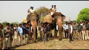ಚಿಕ್ಕಮಗಳೂರು: ಒಂಟಿ ಸಲಗನ ಆರ್ಭಟ ನಿಯಂತ್ರಿಸಲು ಕಾಫಿನಾಡಿಗೆ ಬಂದ ಅರ್ಜುನ, ಭೀಮ