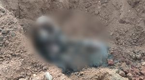 ಹಾಸನ; ದಂತಕ್ಕಾಗಿ ಕಾಡಾನೆ ಹತ್ಯೆ, ಮೂವರ ಬಂಧನ 