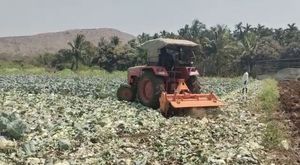 ಚಿಕ್ಕಮಗಳೂರು; ಟ್ರಾಕ್ಟರ್ ಮೂಲಕ ಬೆಳೆ ನಾಶ ಮಾಡಿದ ರೈತ 
