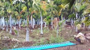 ನರೇಗಾ; ಅಡಿಕೆ ತೋಟ ನಿರ್ಮಾಣ, ರೈತನ ಜೀವನ ಹಸನು 