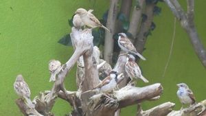 World Sparrow Day; ಕನಕಪುರದ ಈ ಮನೆಯಲ್ಲಿ ಗುಬ್ಬಚ್ಚಿಗಳ ಕಲರವ! 