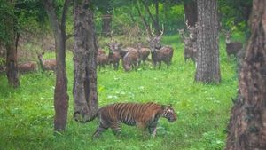 ಚಾಮರಾಜನಗರ; ವರುಣನ ಕೃಪೆಗೆ ಹಸಿರಾದ ಬಂಡೀಪುರ!