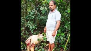 ಮಡಿಕೇರಿ; ಹುಲಿ ದಾಳಿಗೆ ಹಸುಗಳು ಸಾವು, ಜನರಲ್ಲಿ ಆತಂಕ