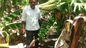 ಕಲಬುರಗಿ; ಭಾರೀ ಮಳೆ, ಬಾಳೆ ಬೆಳೆ ನಾಶ