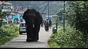 ಹಾಸನ ಜಿಲ್ಲೆಯಲ್ಲಿ ಮುಂದುವರಿದ ಕಾಡಾನೆಗಳ ಉಪಟಳ