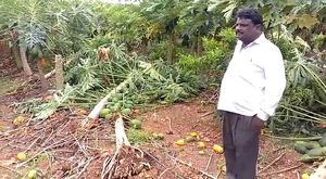 ಮಳೆ, ಗಾಳಿ; ಬಾಳೆ, ಪಪ್ಪಾಯ ಬೆಳೆ ನಾಶ, ಲಕ್ಷಾಂತರ ರೂ. ನಷ್ಟ 