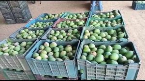 ರಾಮನಗರದಲ್ಲಿ ಅಕಾಲಿಕ ಮಳೆ; 97 ಹೆಕ್ಟೇರ್ ಮಾವು ಫಸಲು ನಷ್ಟ